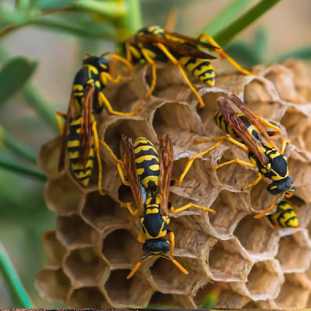 Effective Wasps Control Brighton