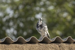 Looking For Bird Control Brighton